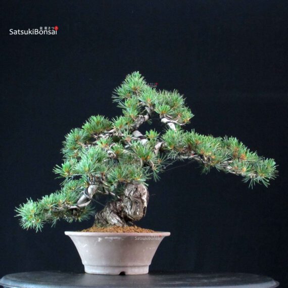 Pinus Pentaphylla Parviflora - Goyomatsu - immagine 3