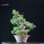 Pinus Pentaphylla Parviflora - Goyomatsu - immagine 4
