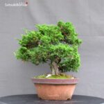 Juniperus Chinensis itoigawa - immagine 3