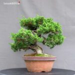 Juniperus Chinensis itoigawa - immagine 4