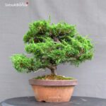 Juniperus Chinensis itoigawa - immagine 5