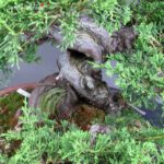 Juniperus Chinensis itoigawa - immagine 6