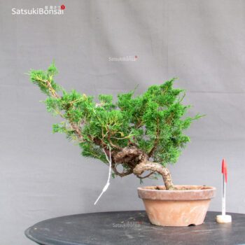 Juniperus Chinensis Itoigawa