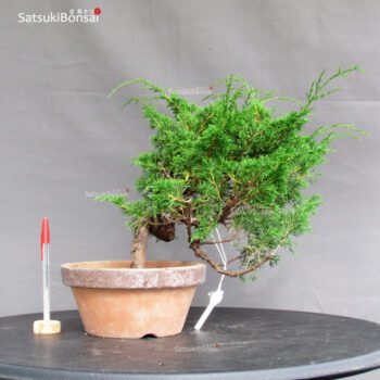 Juniperus Chinensis Itoigawa