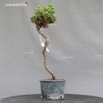 Pinus Thunbergii Kuromatsu Kotobuki Senjumaru - immagine 2