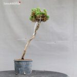 Pinus Thunbergii Kuromatsu Kotobuki Senjumaru - immagine 3