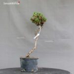 Pinus Thunbergii Kuromatsu Kotobuki Senjumaru - immagine 4