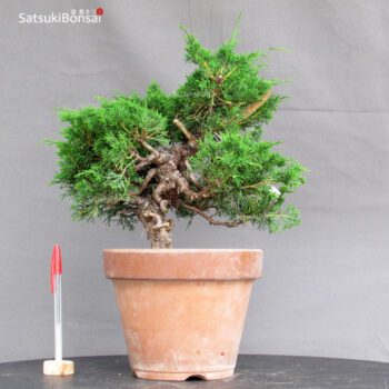 Juniperus Chinensis Itoigawa