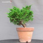 Juniperus Chinensis Itoigawa - immagine 2