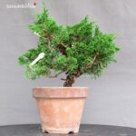 Juniperus Chinensis Itoigawa - immagine 3