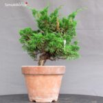 Juniperus Chinensis Itoigawa - immagine 4