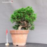 Juniperus Chinensis Itoigawa