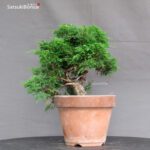 Juniperus Chinensis Itoigawa - immagine 2