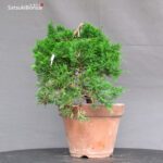 Juniperus Chinensis Itoigawa - immagine 3