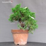 Juniperus Chinensis Itoigawa - immagine 4