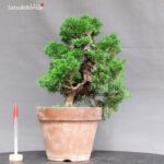 Juniperus Chinensis Itoigawa