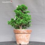 Juniperus Chinensis Itoigawa - immagine 2