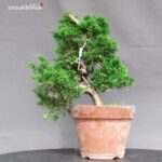 Juniperus Chinensis Itoigawa - immagine 3