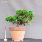 Juniperus Chinensis Itoigawa