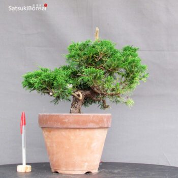Juniperus Chinensis Itoigawa