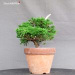 Juniperus Chinensis Itoigawa - immagine 2