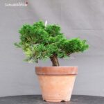 Juniperus Chinensis Itoigawa - immagine 3