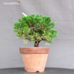 Juniperus Chinensis Itoigawa - immagine 4