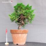 Juniperus Chinensis Itoigawa