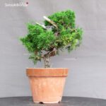 Juniperus Chinensis Itoigawa - immagine 2
