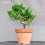 Juniperus Chinensis Itoigawa - immagine 4