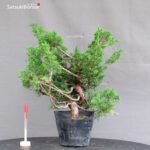 Juniperus Chinensis Itoigawa