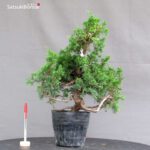 Juniperus Chinensis Itoigawa