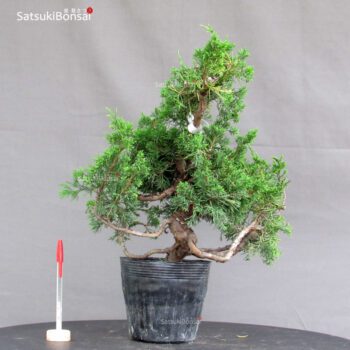 Juniperus Chinensis Itoigawa