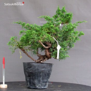 Juniperus Chinensis Itoigawa