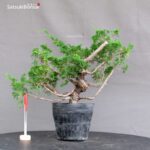 Juniperus Chinensis Itoigawa