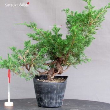 Juniperus Chinensis Itoigawa