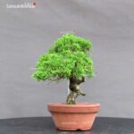 Juniperus Chinensis itoigawa - immagine 2