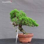 Juniperus Chinensis itoigawa - immagine 3