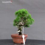 Juniperus Chinensis itoigawa - immagine 4