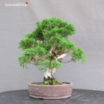 Juniperus Chinensis Itoigawa - immagine 2