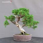 Juniperus Chinensis Itoigawa - immagine 3
