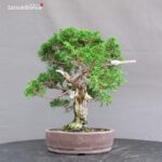 Juniperus Chinensis Itoigawa - immagine 4