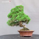 Juniperus Chinensis Itoigawa - immagine 2