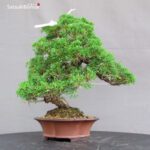 Juniperus Chinensis Itoigawa - immagine 3