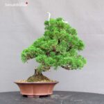 Juniperus Chinensis Itoigawa - immagine 4