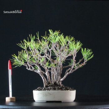 Pinus Thunbergii Kuromatsu