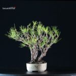 Pinus Thunbergii Kuromatsu - immagine 2