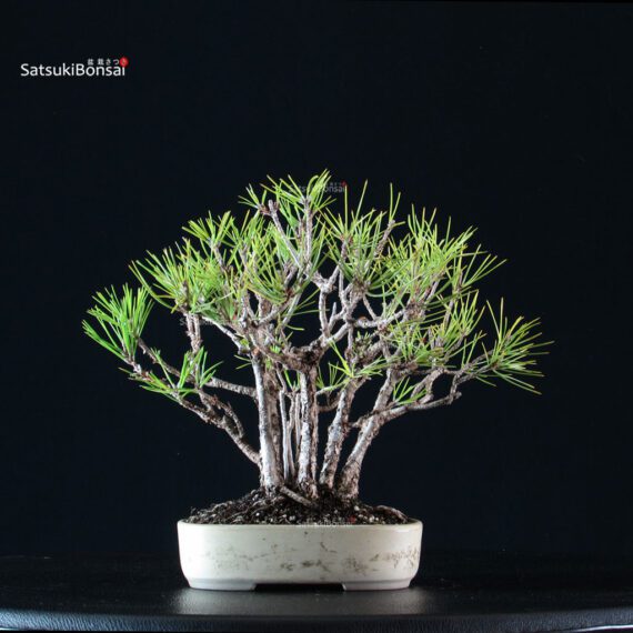 Pinus Thunbergii Kuromatsu - immagine 3