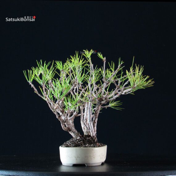 Pinus Thunbergii Kuromatsu - immagine 4