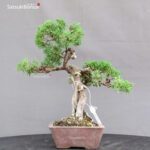 Juniperus Chinensis Itoigawa - immagine 2